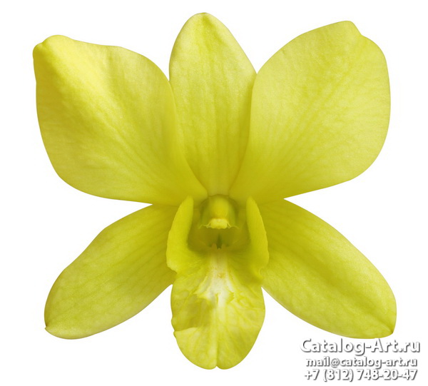 Натяжные потолки с фотопечатью - Желтые и бежевые орхидеи 24